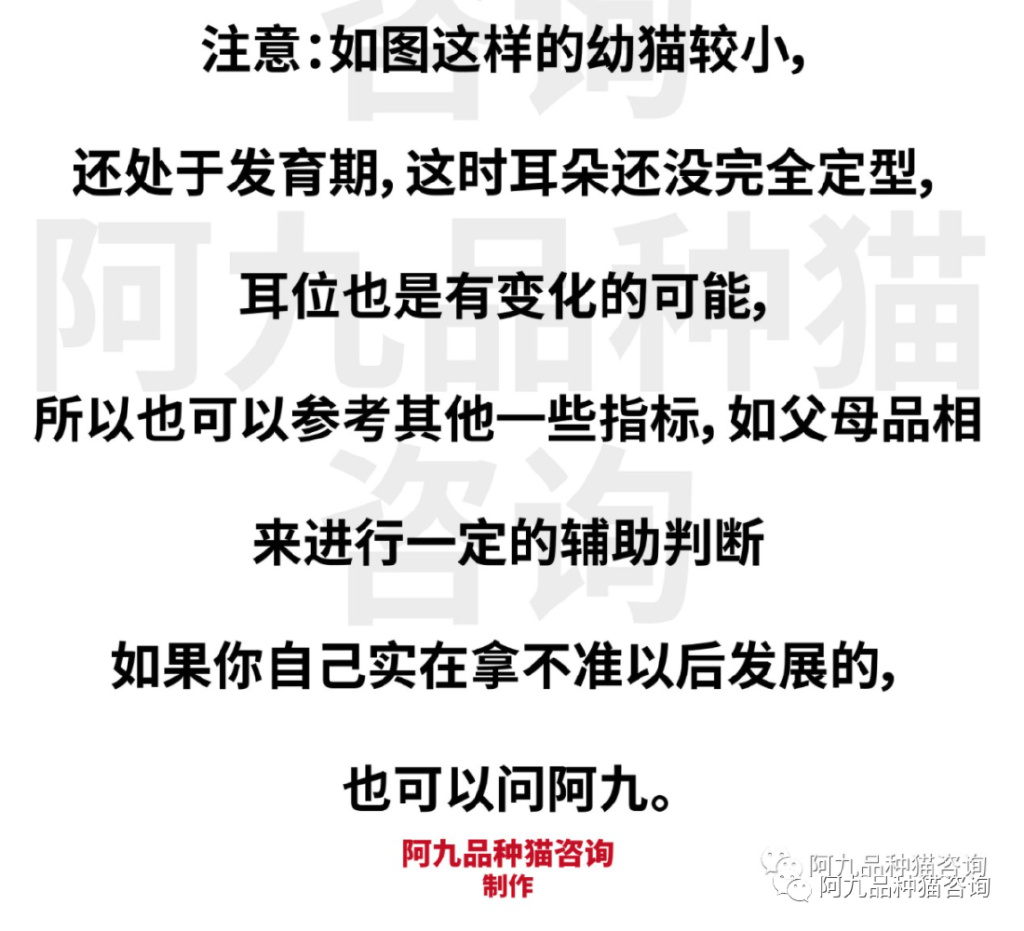 英短蓝白耳朵白好吗,蓝白英短小耳朵好还是大耳朵好