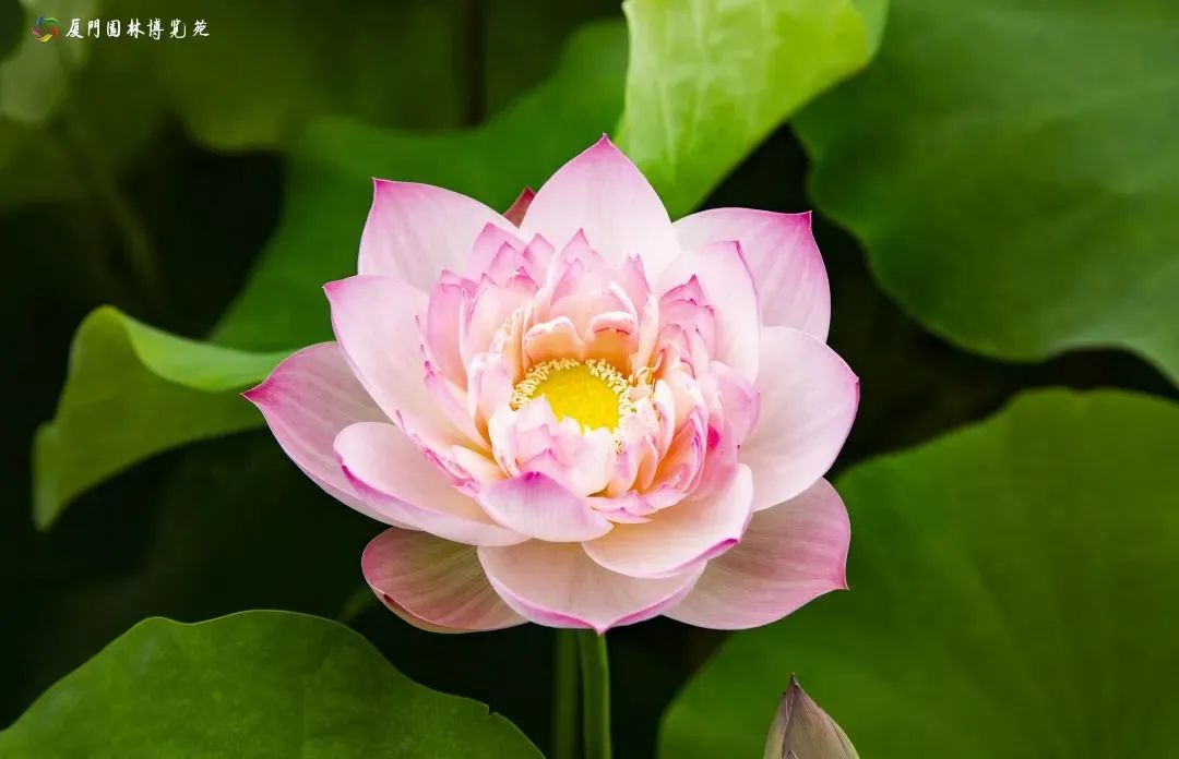 夏天厦门三亚北海到底选哪个好玩,厦门夏天哪个景区最好