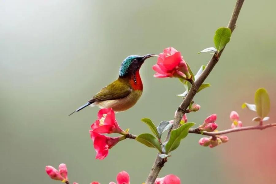 初识鸟语,拥抱自然|“湘”遇新知·自然科学NO.1