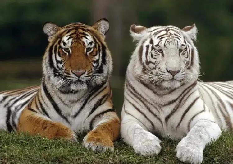 猛虎潜深山长啸自成风出自哪里,猛虎潜深山长啸自生风打一生肖