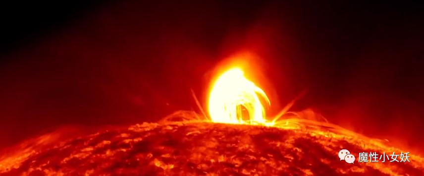 非常好吃的皮皮虾你们吃过吗,超大的皮皮虾带给大家认识一下