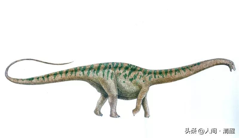 蜥脚类恐龙都有哪些呢,蜥脚类恐龙大小比较图