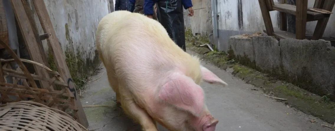 小猪佩奇古诗词故事,小猪佩奇游子吟