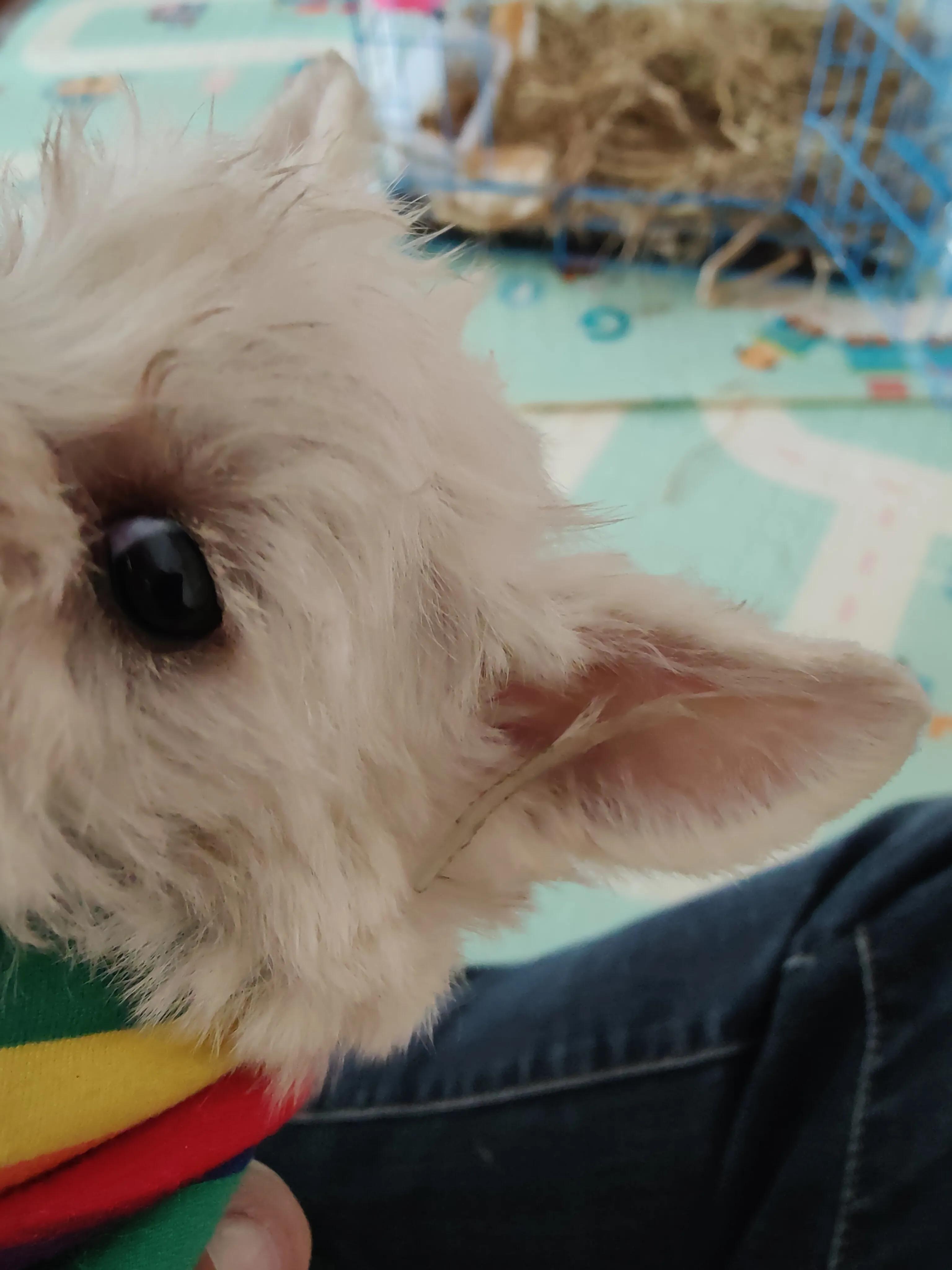 在网上购买宠物被欺骗了怎么办,怎么防止买宠物被骗系列