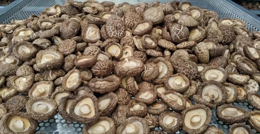 香菇烘干技术操作过程,香菇怎么干燥储存
