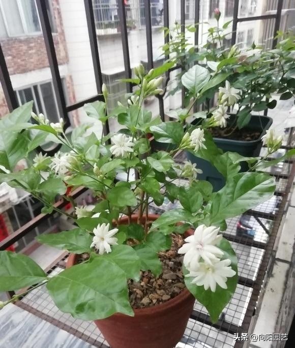 你知道茉莉如何养护才能开爆花吗,茉莉能在三十多度阳光下暴晒吗