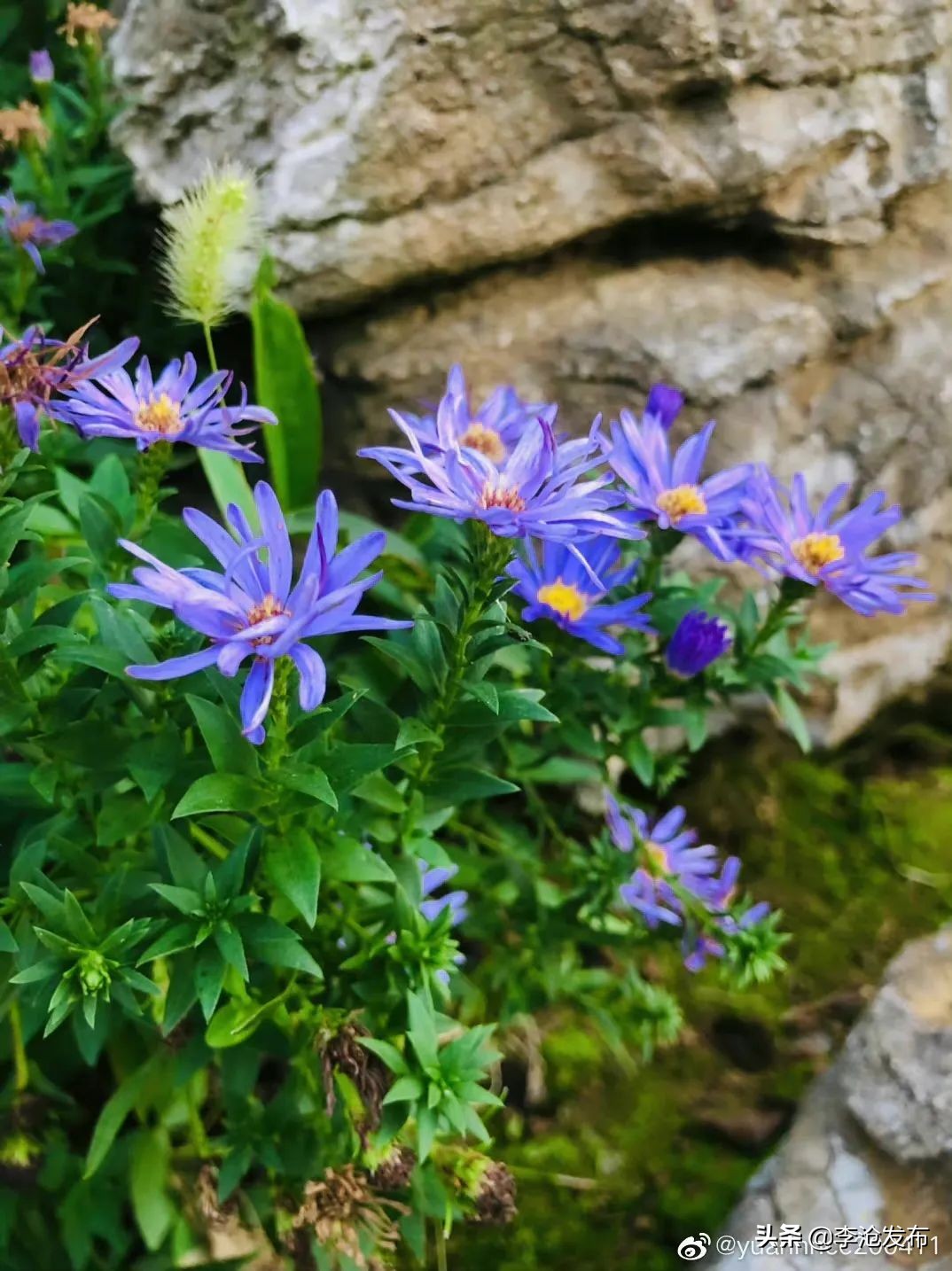 绿荫的夏天，快来解锁李沧这个小众宝藏之地！