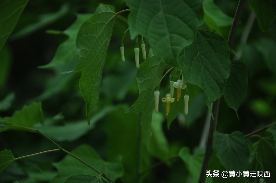 西安秦岭沣峪口夏季避暑去处,西安秦岭沣峪口附近哪里凉快
