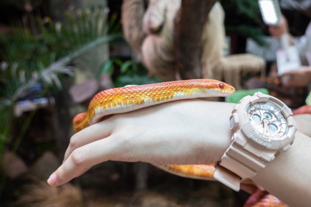 广州长隆野生动物园蛇之秘境,广州这个城市真的好繁华