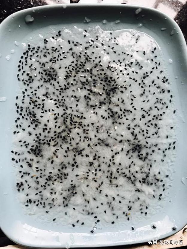 教你如何正确种植不要钱的火龙果,怎么种出又大又甜的火龙果