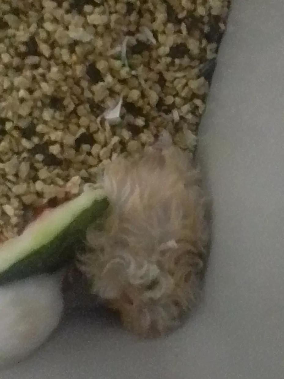 熊熊饲养,熊熊饲养方法