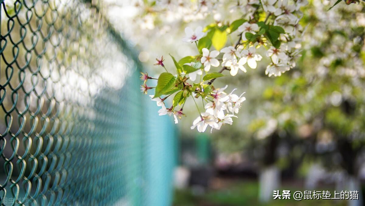 暮春有感寄友人,暮春感怀玉楼春