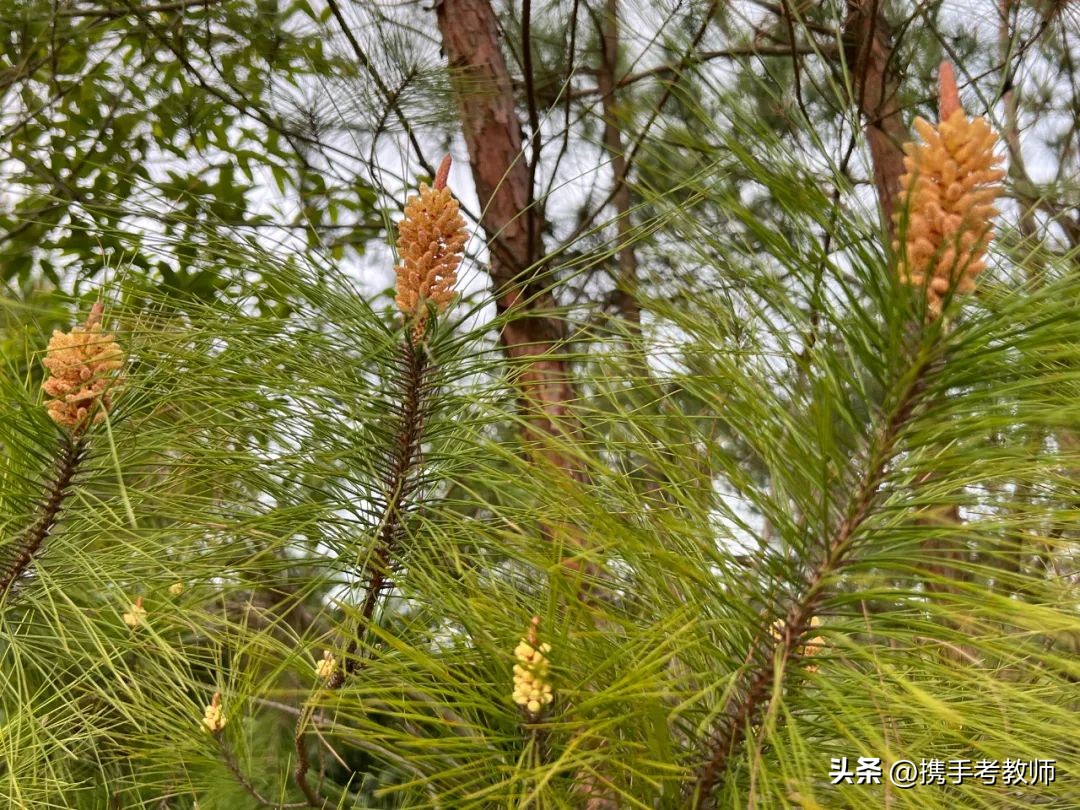茂盛开花的马尾松,植物专栏蓝花草