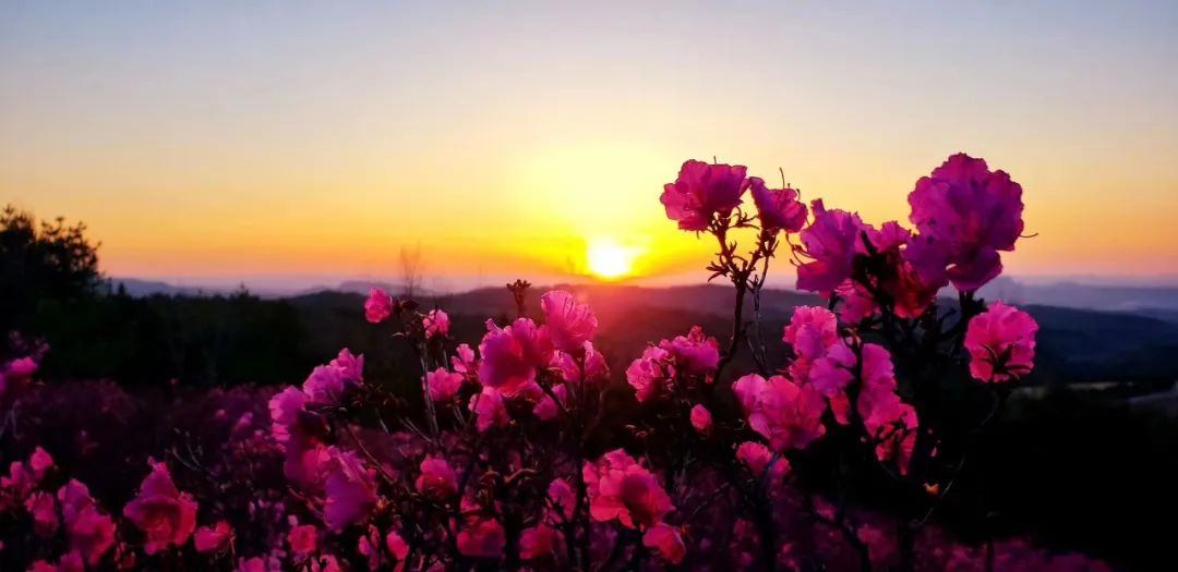 犇福金达莱地址,犇福农场金达莱多吗