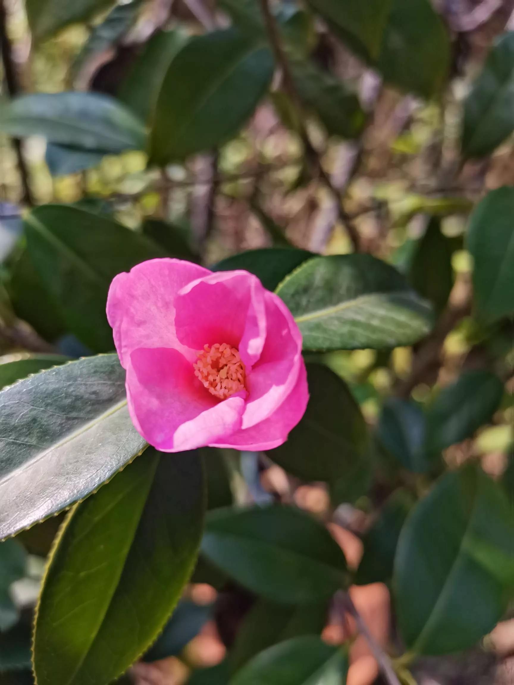 认识各种花卉名称,认识各种花的名字