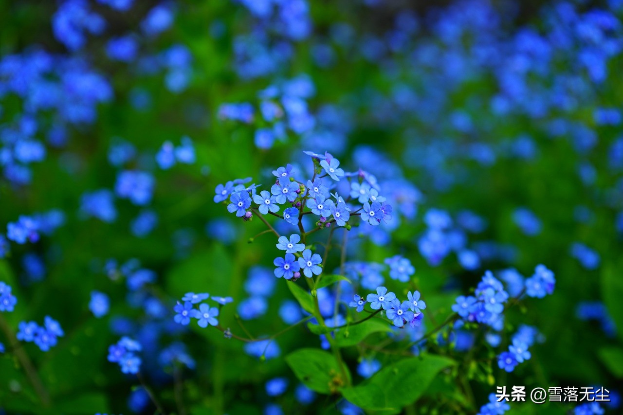 闪婚会不会后悔情感分析,闪婚会有哪些弊端