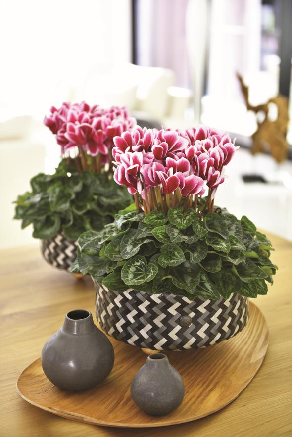 娉曞浗鑾幈灏斾粰瀹㈡潵鍝佺,鑾幈灏斾粰瀹㈡潵