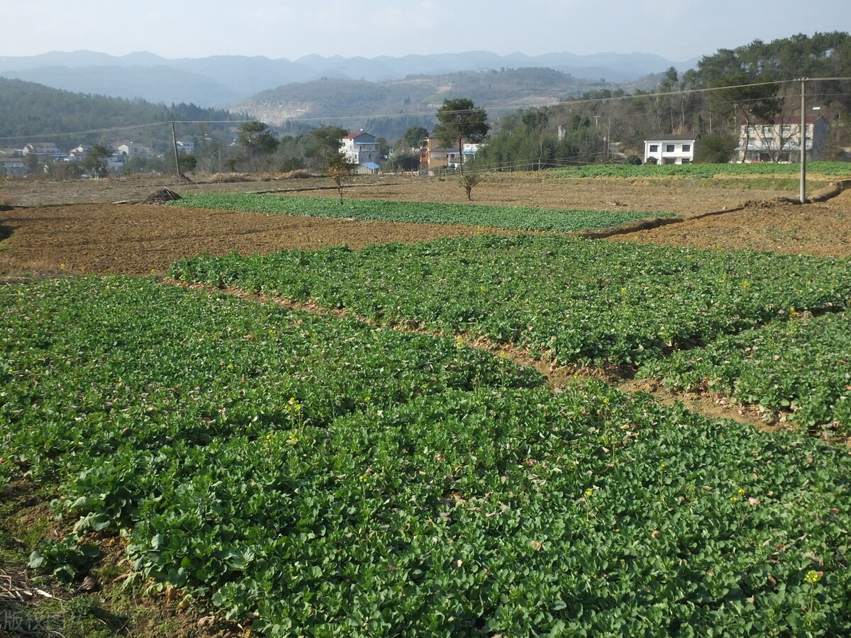 农村人靠自媒体赚钱,在农村办流水席靠红白事能赚钱