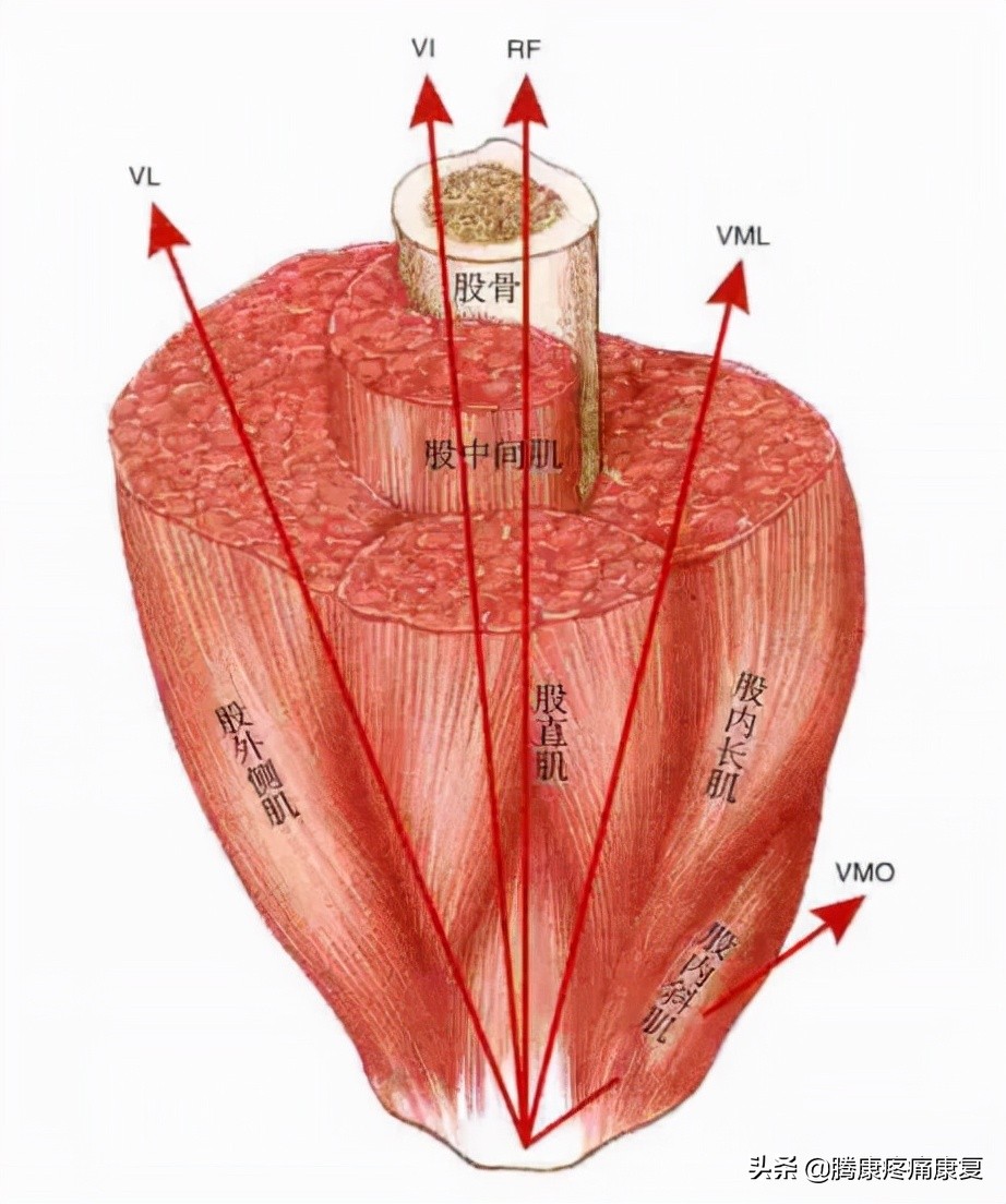 膝关节咔咔响怎么锻炼,膝关节弹响锻炼