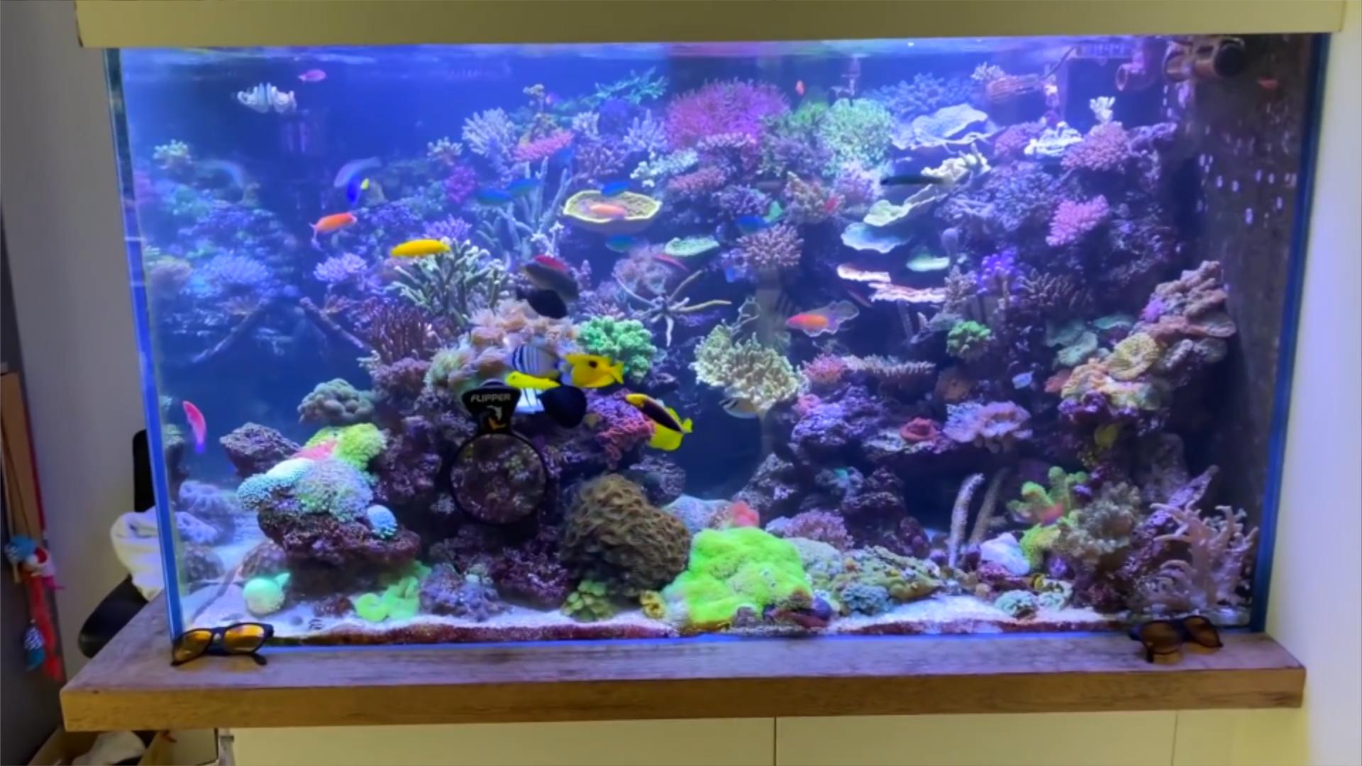 博比特虫遭遇人类袭击,巨型博比特虫