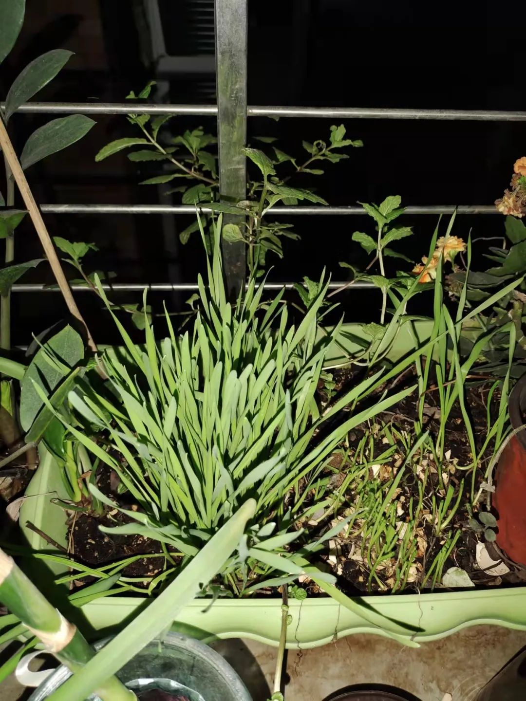 驱蚊竹柏买回来有土,驱蚊的植物真的有效吗