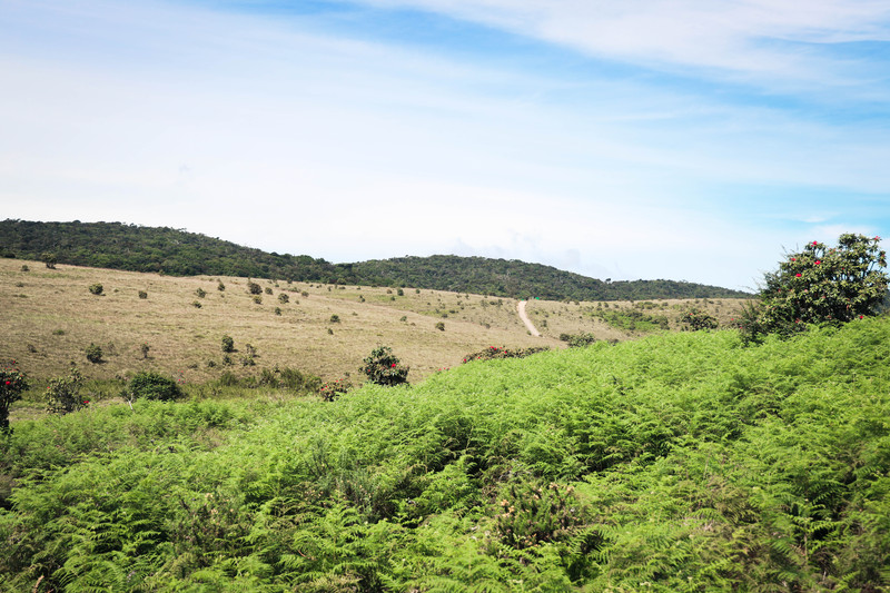 斯里兰卡旅游攻略必去景点,斯里兰卡旅游攻略最佳时间