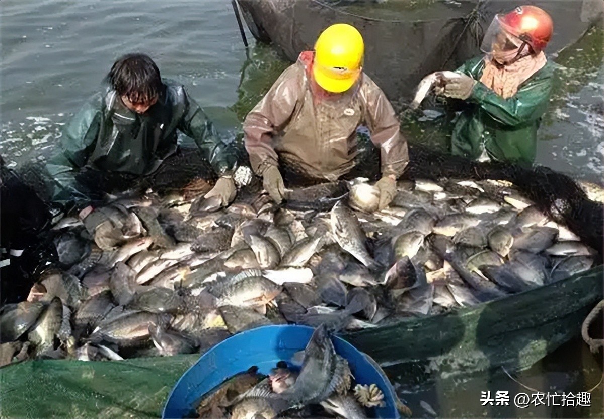 饲料行业低迷如何破局,小型饲料厂亏本