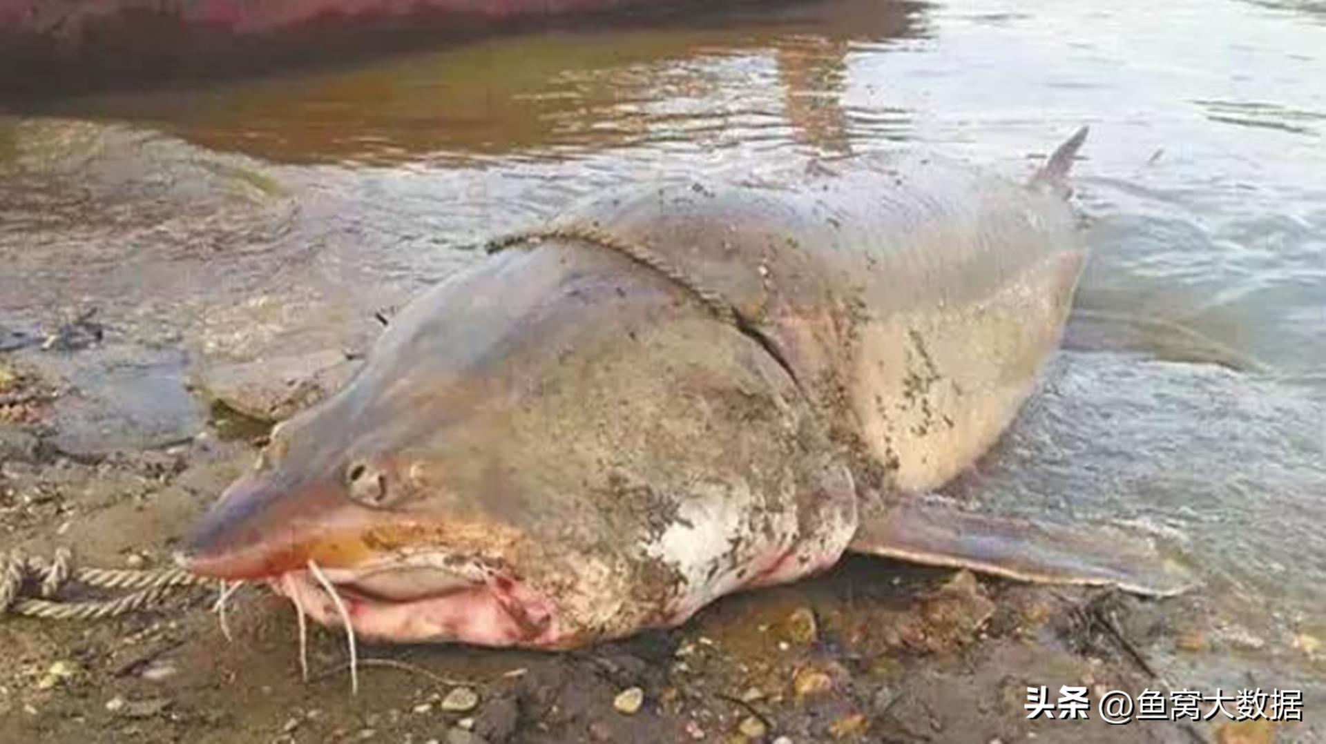 鲟鱼成为贵州村BA篮球赛的总决赛奖品，贵州用了20年