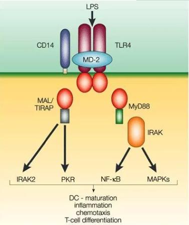 试析细菌表层蛋白，从月光到仿生，在宏观分子之间的协调表现