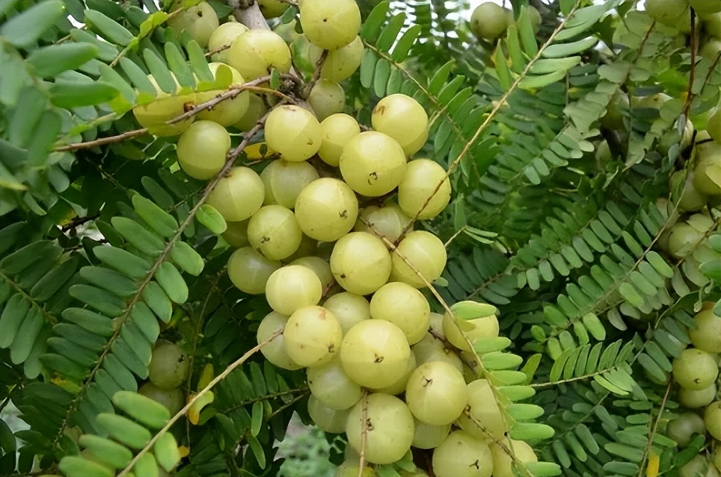 6种野果,5种你从来没见过的水果