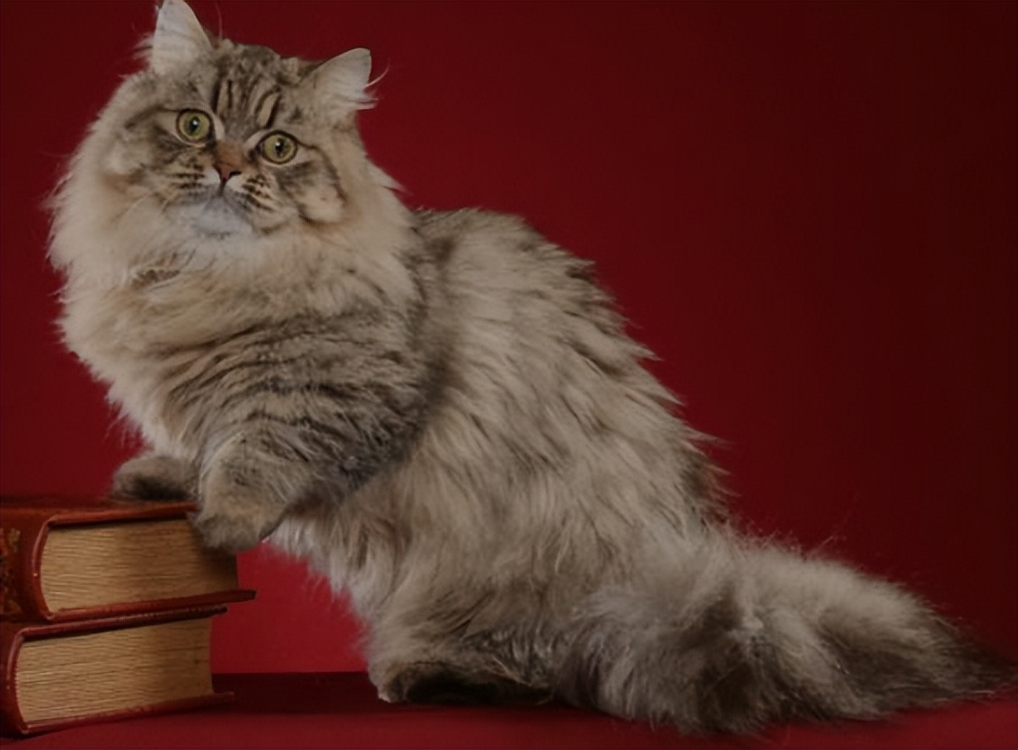 纯种猫咪有哪些颜色,纯种宠物猫有哪些品种