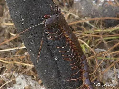 武汉惊现入侵巨人蜈蚣物种,海关查获活体巨人蜈蚣怎么处理的