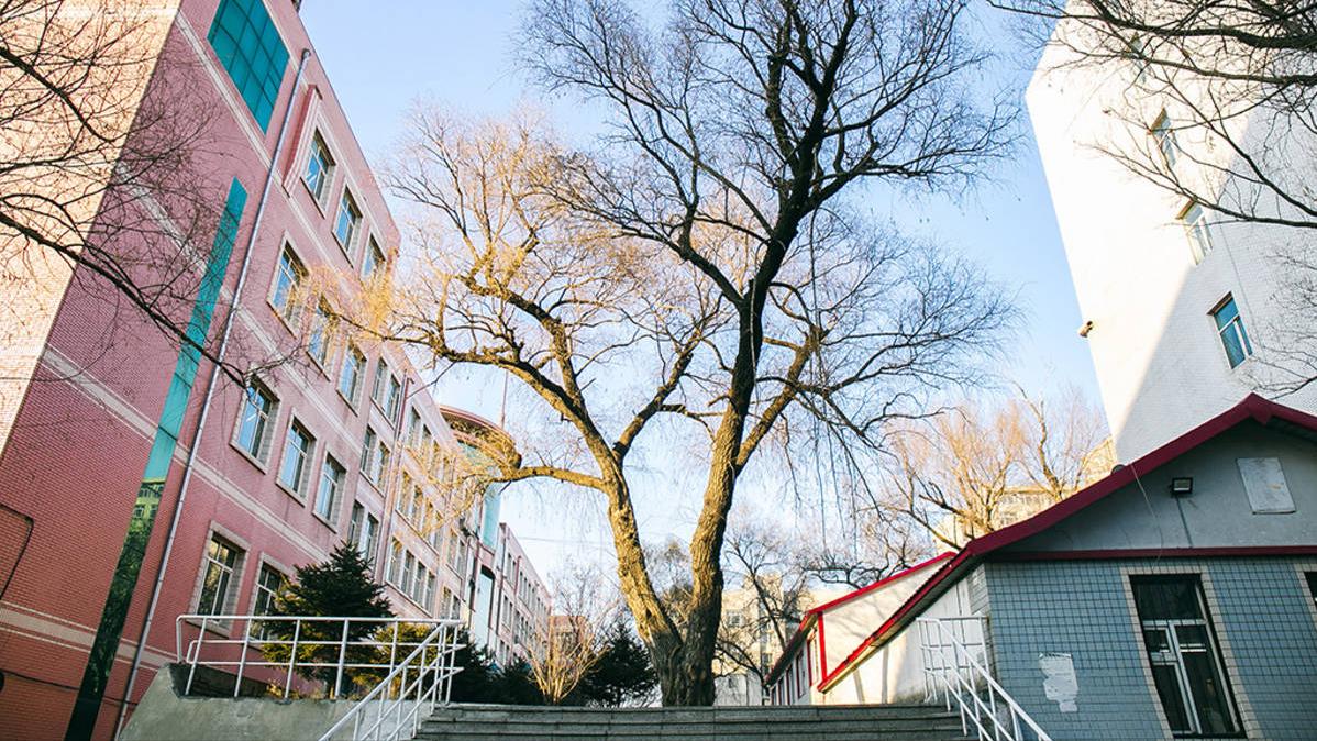 东北林业大学是双一流吗,东北林业大学是双一流学校么