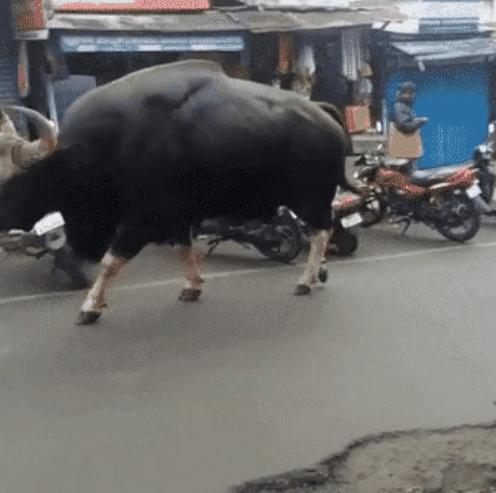 世界上体型最大的牛堪称牛魔王,体型最大的牛是什么牛