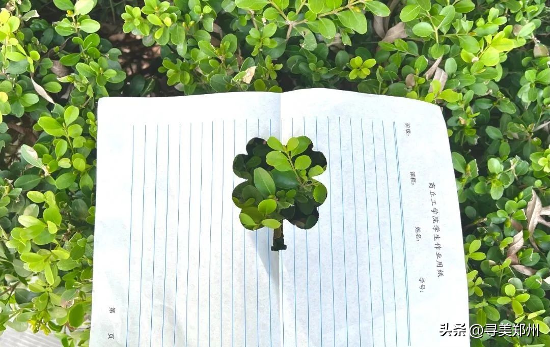 河南科技大学春景,河南科技职业大学校园春景