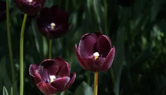郁金香花语送长辈,郁金香花语永恒的爱与祝福