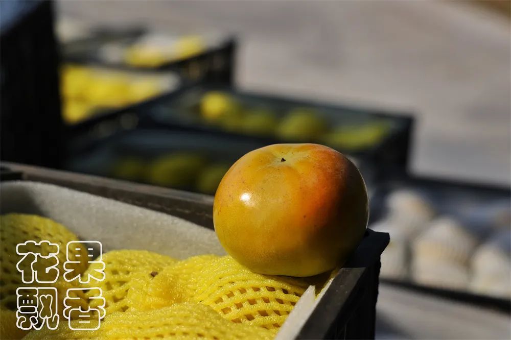 老农人对新农人的告诫:搞农业不要去大投入,要量力而行