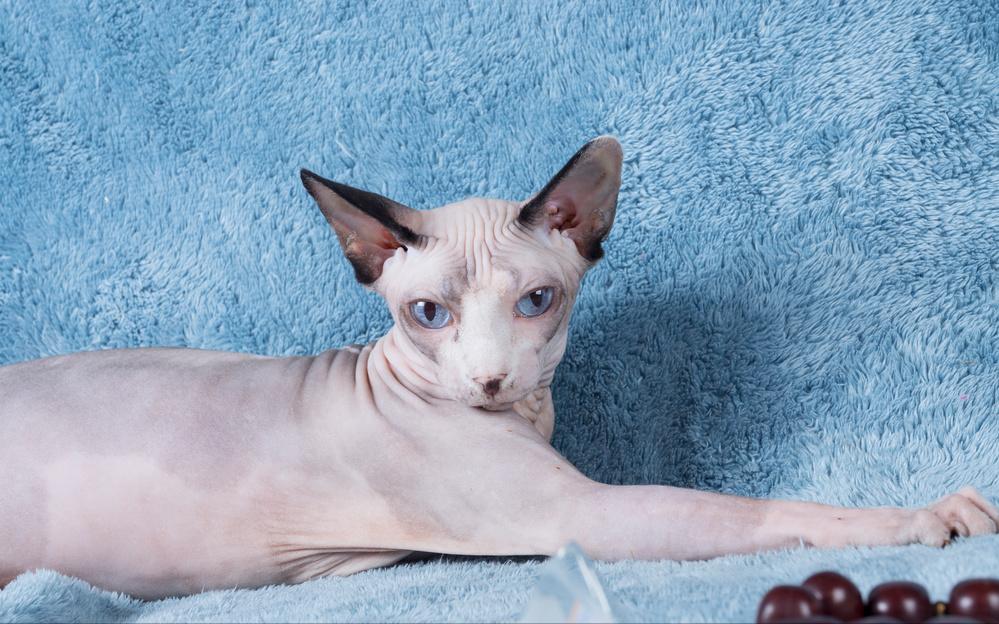 猫咪各品种什么价格,猫咪价格排行最便宜的是什么品种