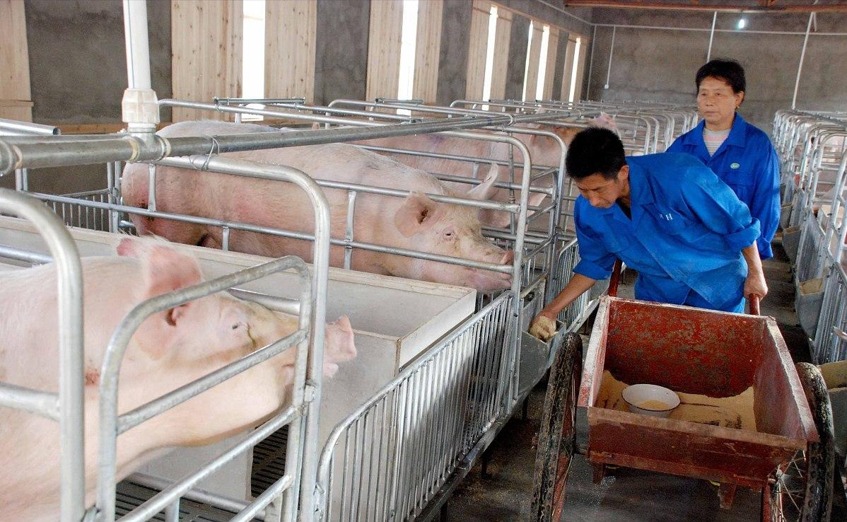 猪市暴跌的表现,本轮生猪价格走低是什么原因造成