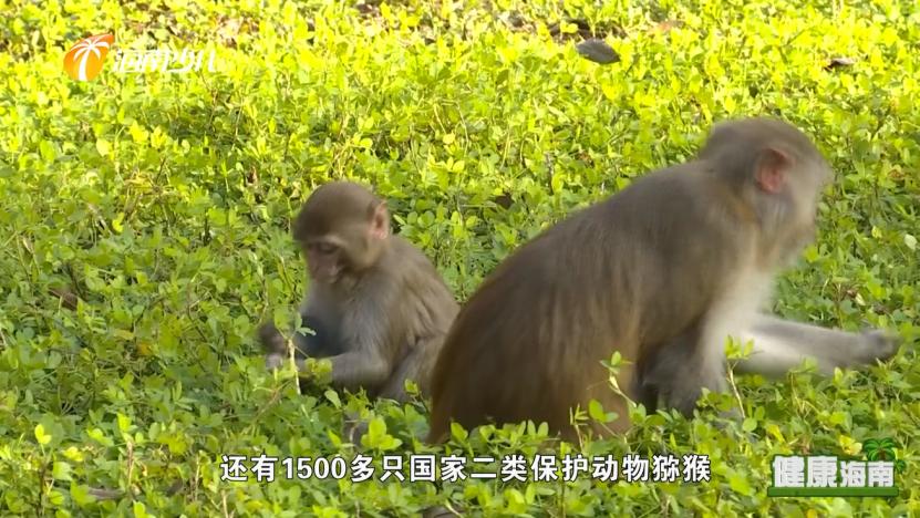 健康海南｜医疗护理师话说快乐健康去旅行！