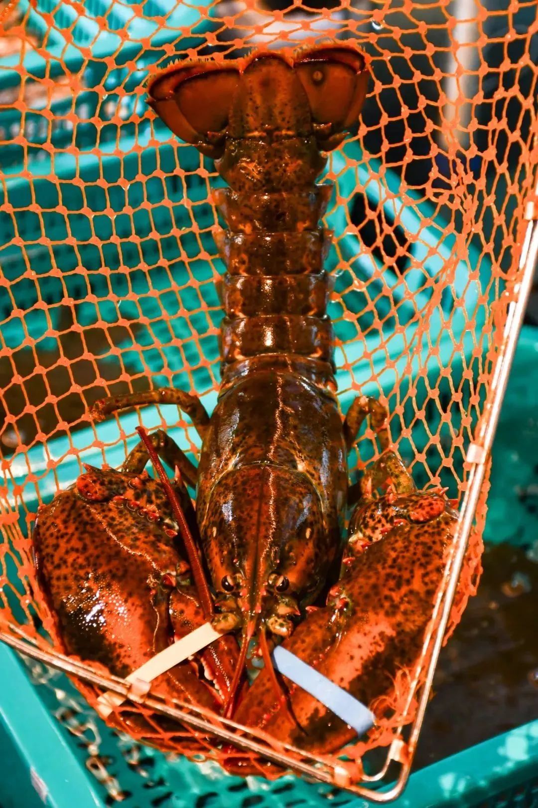 端午假期光明活动超精彩！音乐live、摘荔枝、包粽子……等你解锁！