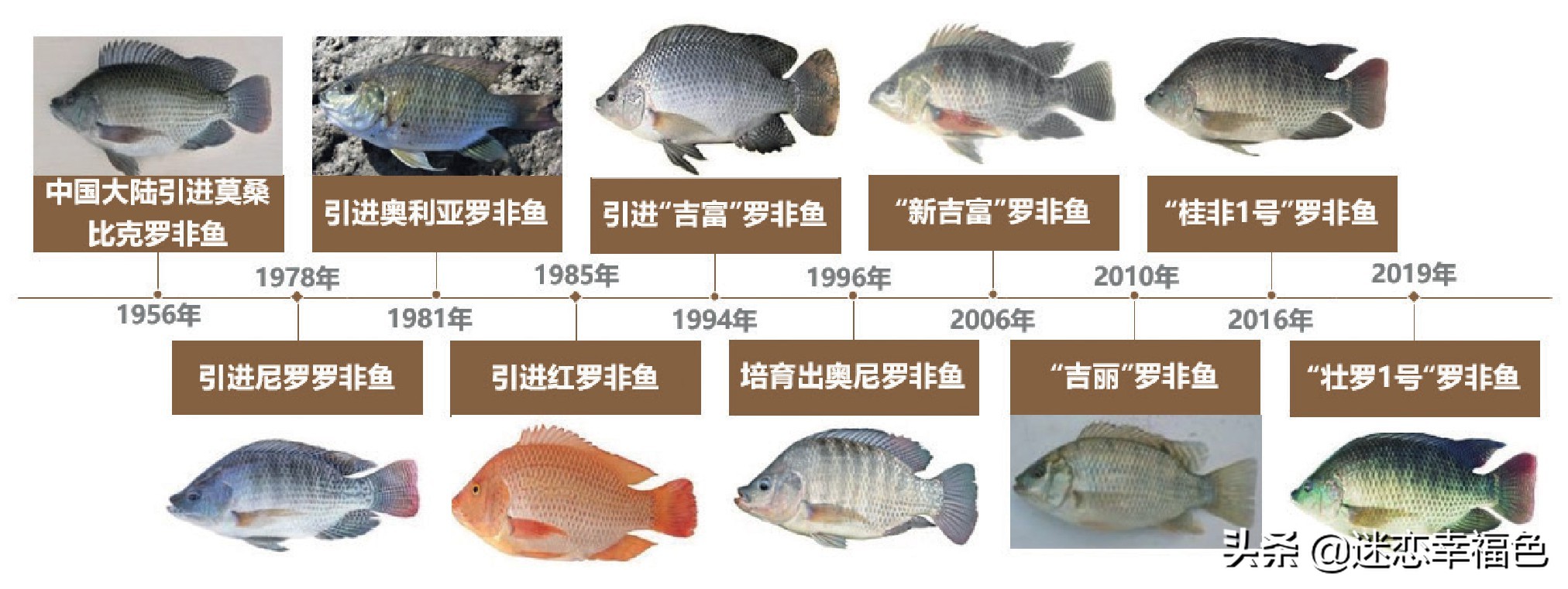 罗非鱼外国人为什么不吃,罗非鱼是中国本土物种吗