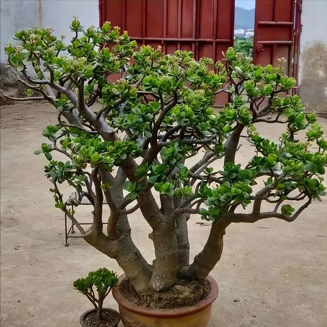 寓意吉利的花有哪些,哪一种花寓意带来好运