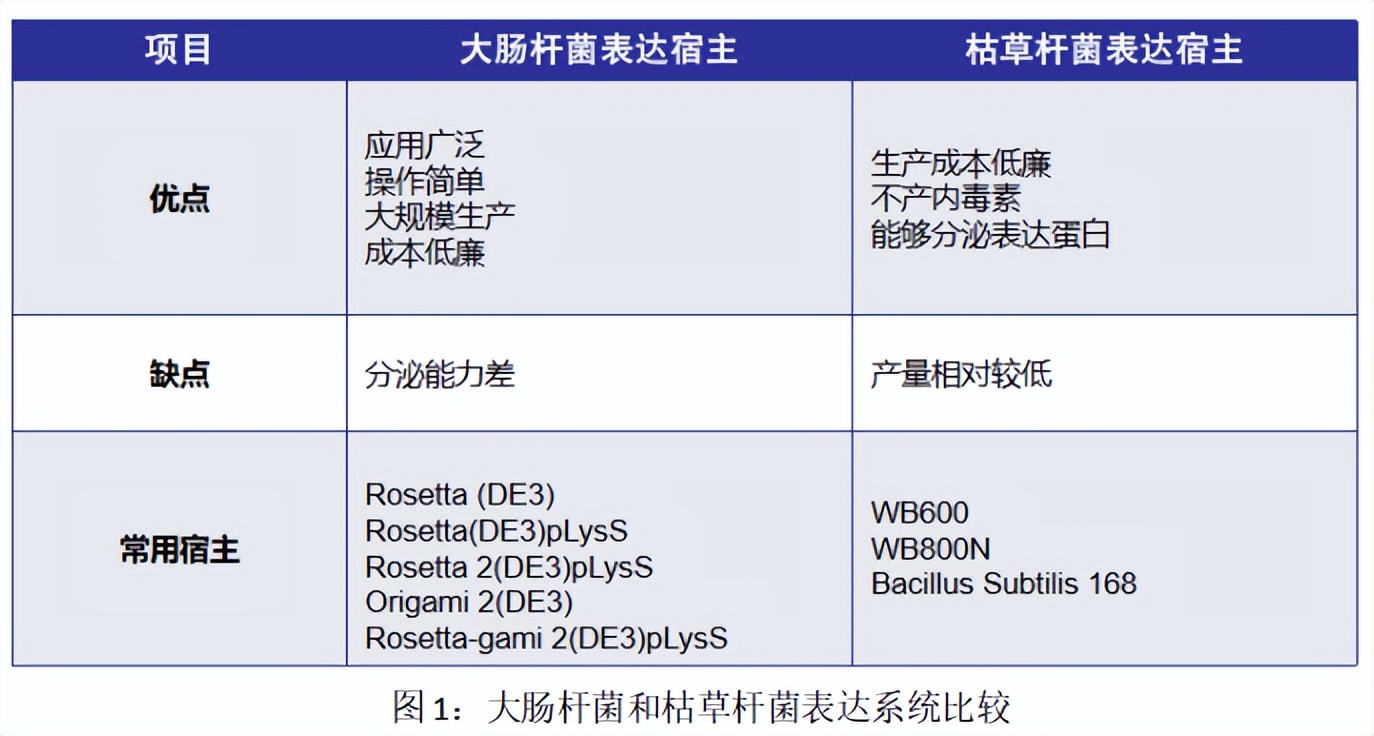 原核表达重组蛋白原理,高中原核蛋白翻译过程