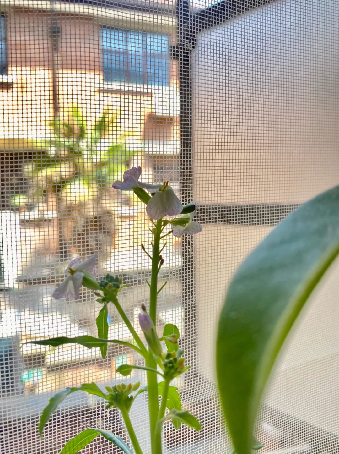 疫情防控下gmp建筑师的居家日志（上海篇）