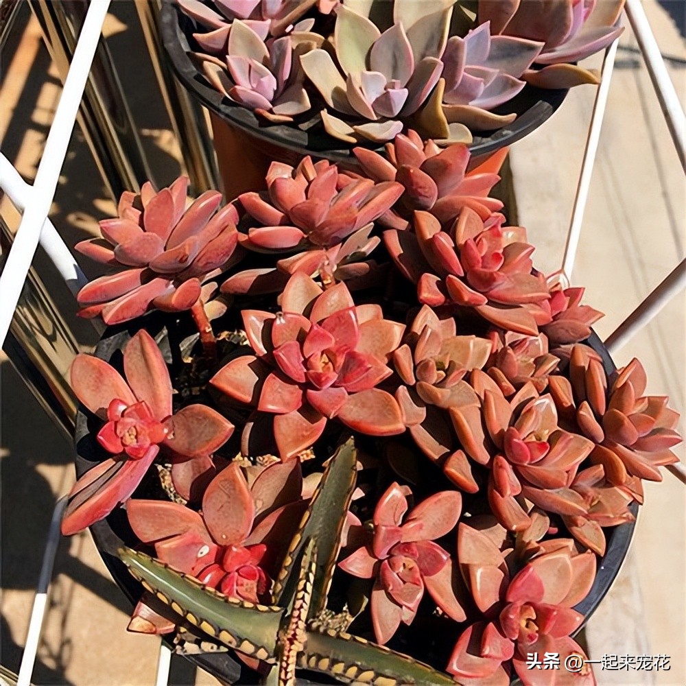 姬胧月猪肝色,姬胧月猪肝色状态图