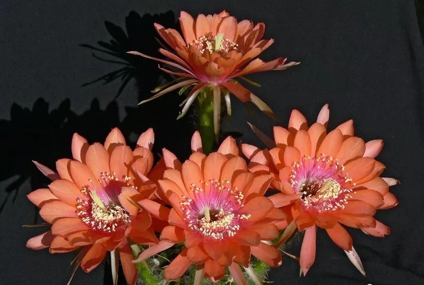 200种·仙人球开花图鉴，大开眼界，美到爆