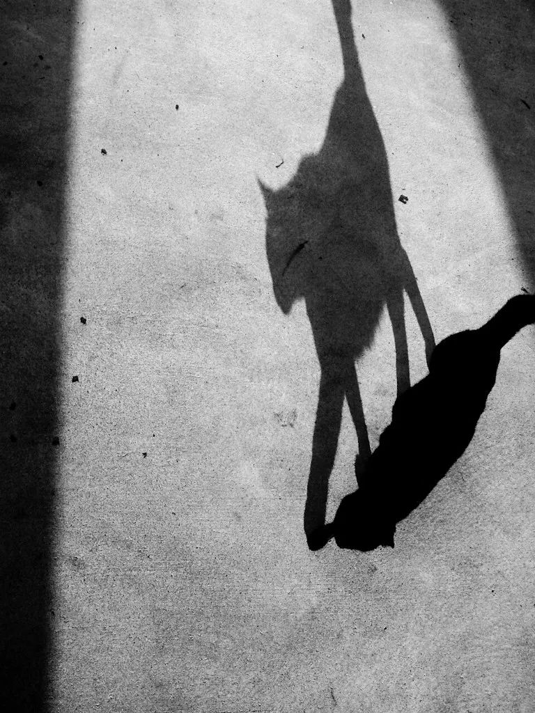 涂鸦诗歌|琉璃姬：笔直需要比沉默更接近桉树