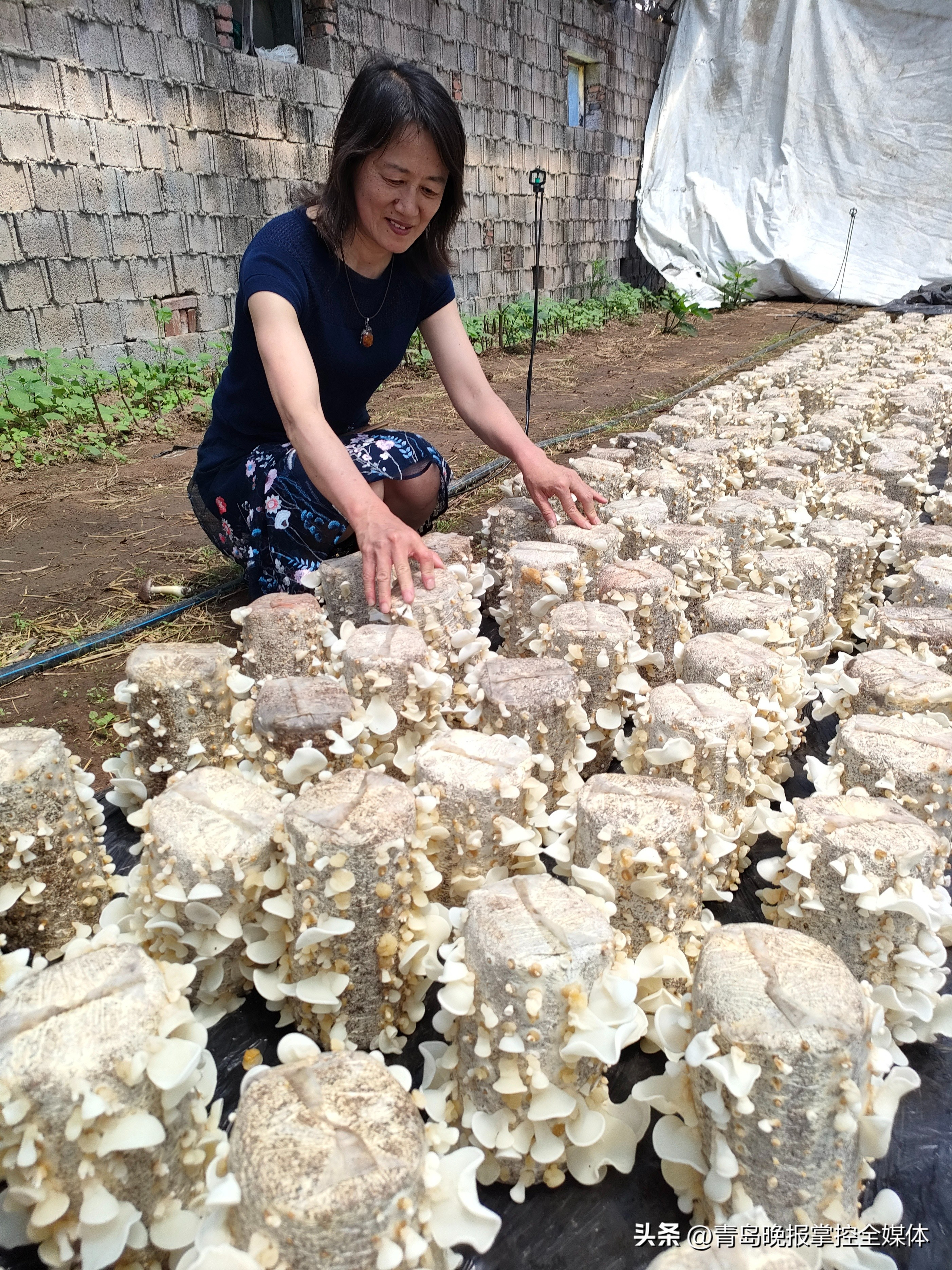 种植羊肚菌为村民撑起增收致富伞,种植林下菌撑起致富伞