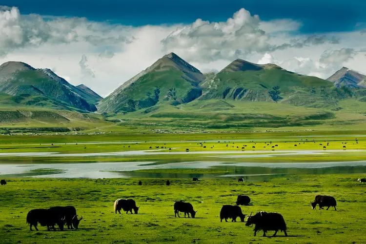 三江源出现“猫中鳌拜”，体态矮胖，表情凶狠，能把毒蛇当辣条吃